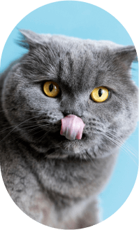 cat-image